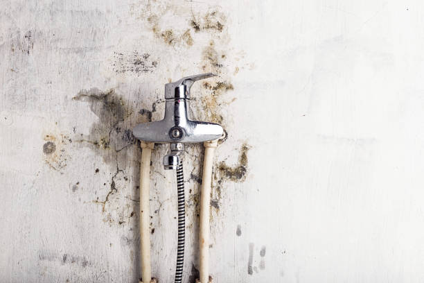 Best Black Mold Removal  in Flowing Wells, AZ