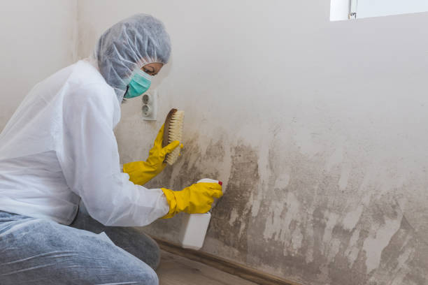 Mold Testing and Removal in Flowing Wells, AZ