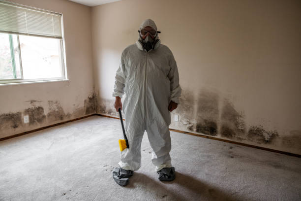 Best Mold Removal and Inspection  in Flowing Wells, AZ