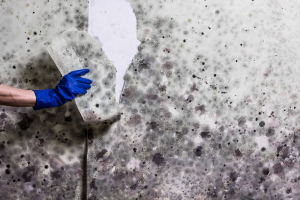 Best Residential Mold Removal  in Flowing Wells, AZ