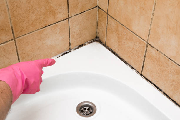 Best Toxic Mold Removal  in Flowing Wells, AZ